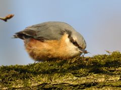 Sitta europaea